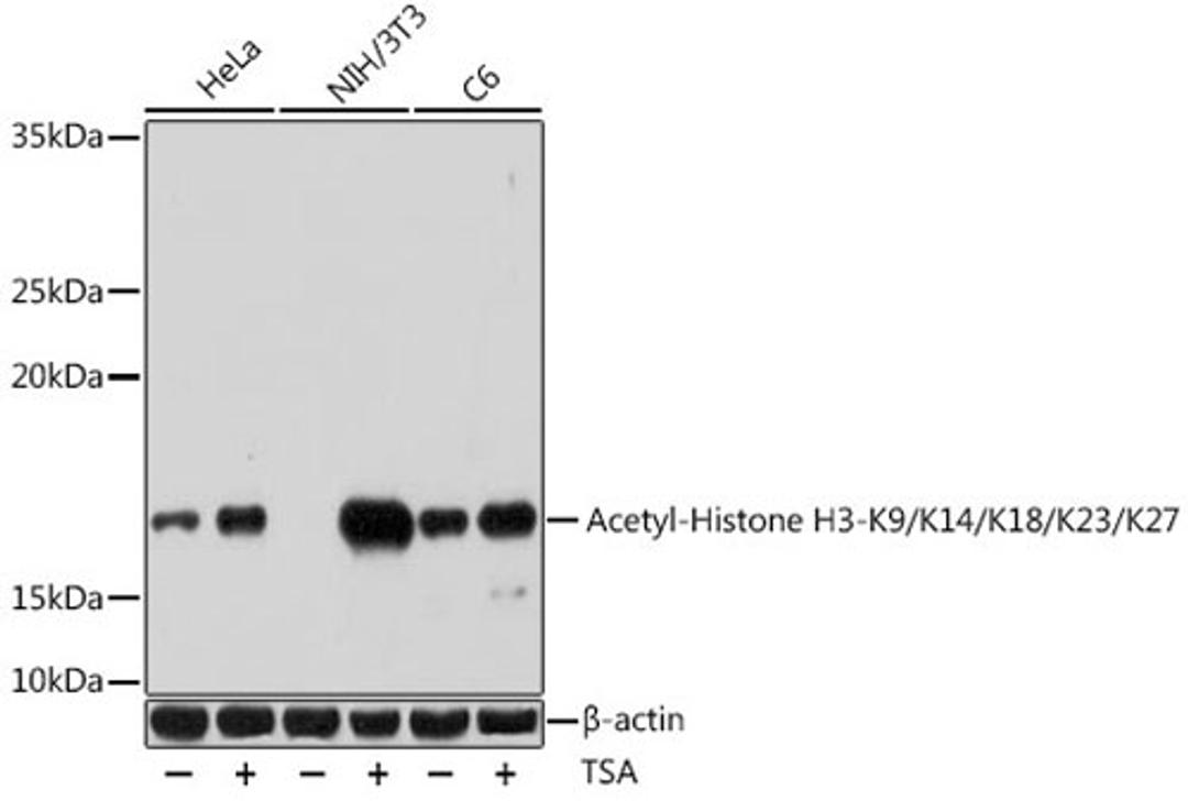 Western blot - Acetyl-Histone H3-K9/K14/K18/K23/K27 antibody (A17917)