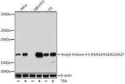 Western blot - Acetyl-Histone H3-K9/K14/K18/K23/K27 antibody (A17917)