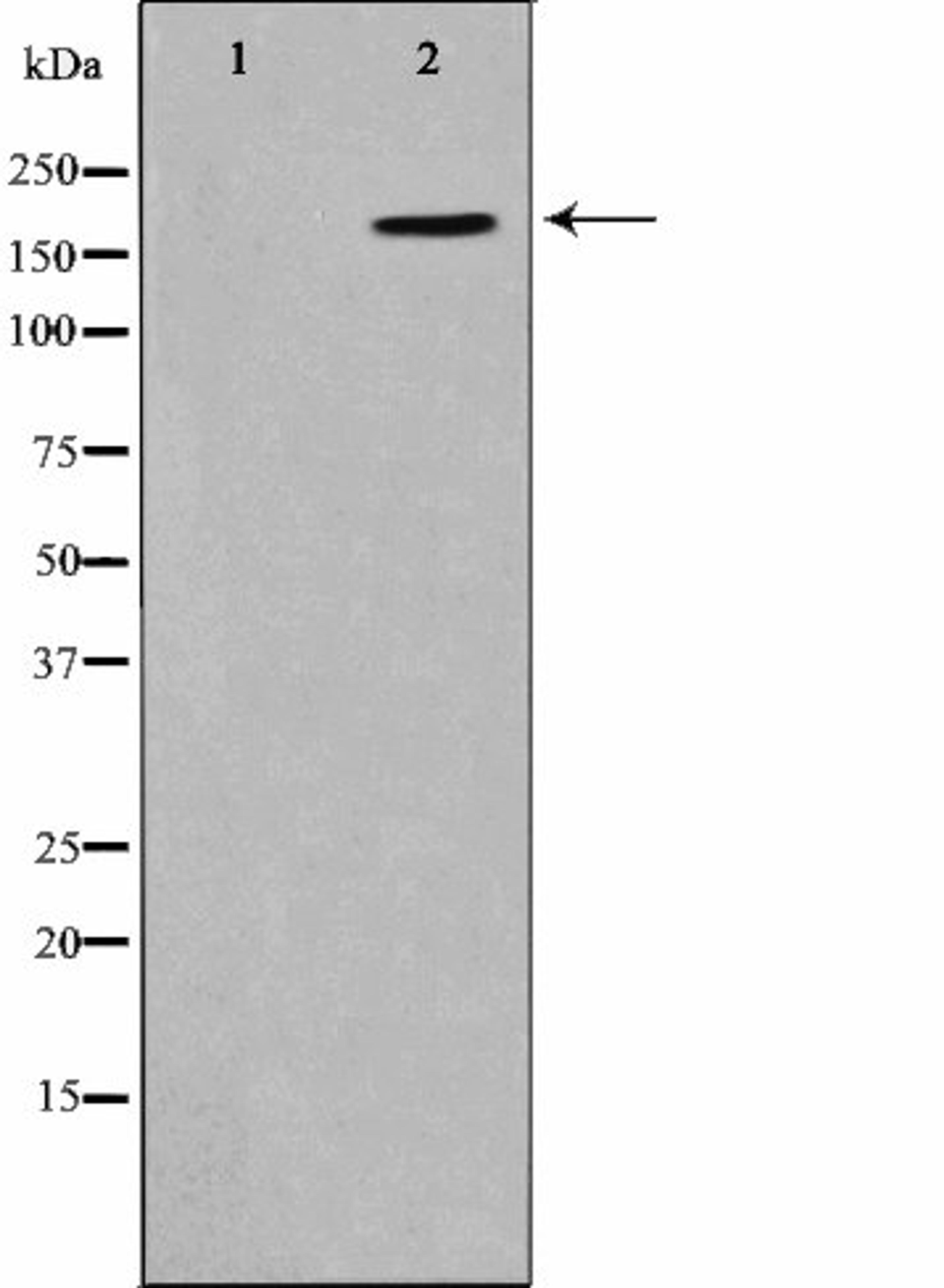 Western blot analysis of HepG2 cell lysate using CD227/MUC1 (Phospho-Tyr1229) antibody