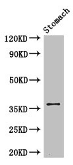 Western Blot. Positive WB detected in: Mouse stomach tissue. All lanes: PIM3 antibody at 3.4ug/ml. Secondary. Goat polyclonal to rabbit IgG at 1/50000 dilution. Predicted band size: 36 kDa. Observed band size: 36 kDa.