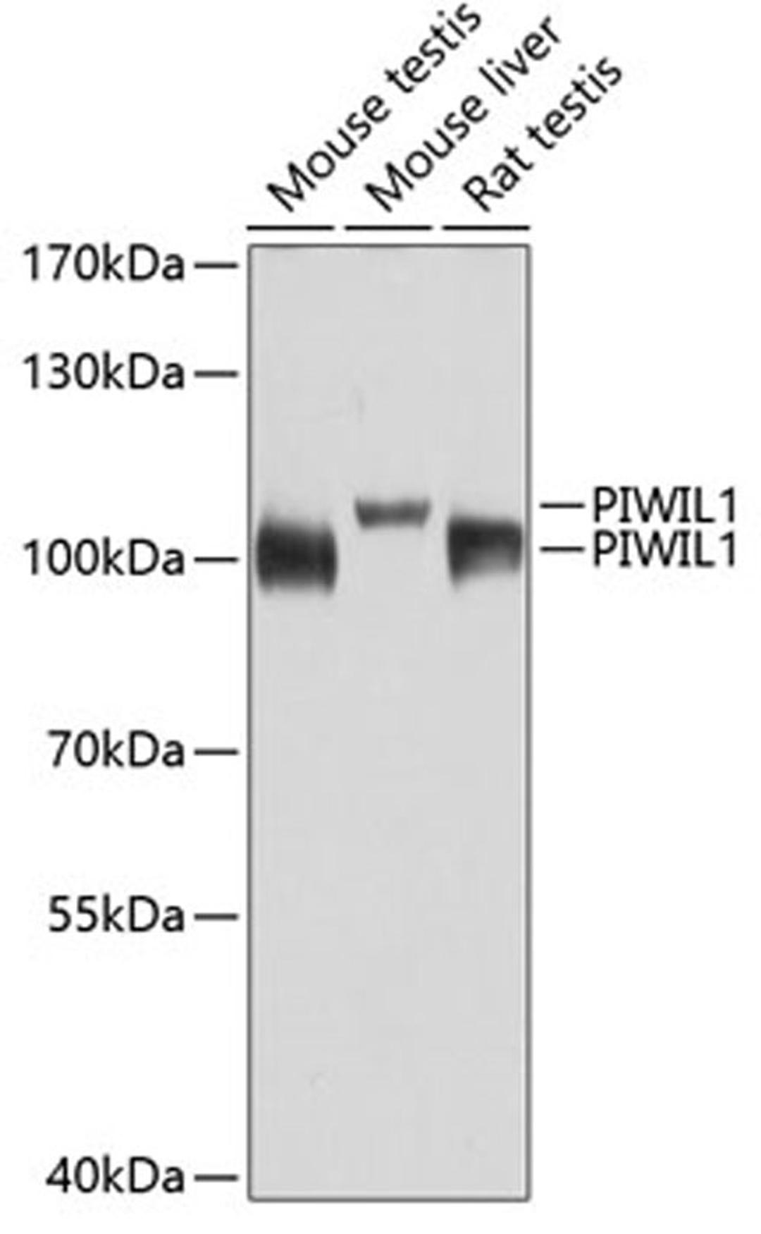 Western blot - PIWIL1 antibody (A2150)