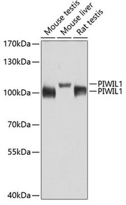 Western blot - PIWIL1 antibody (A2150)