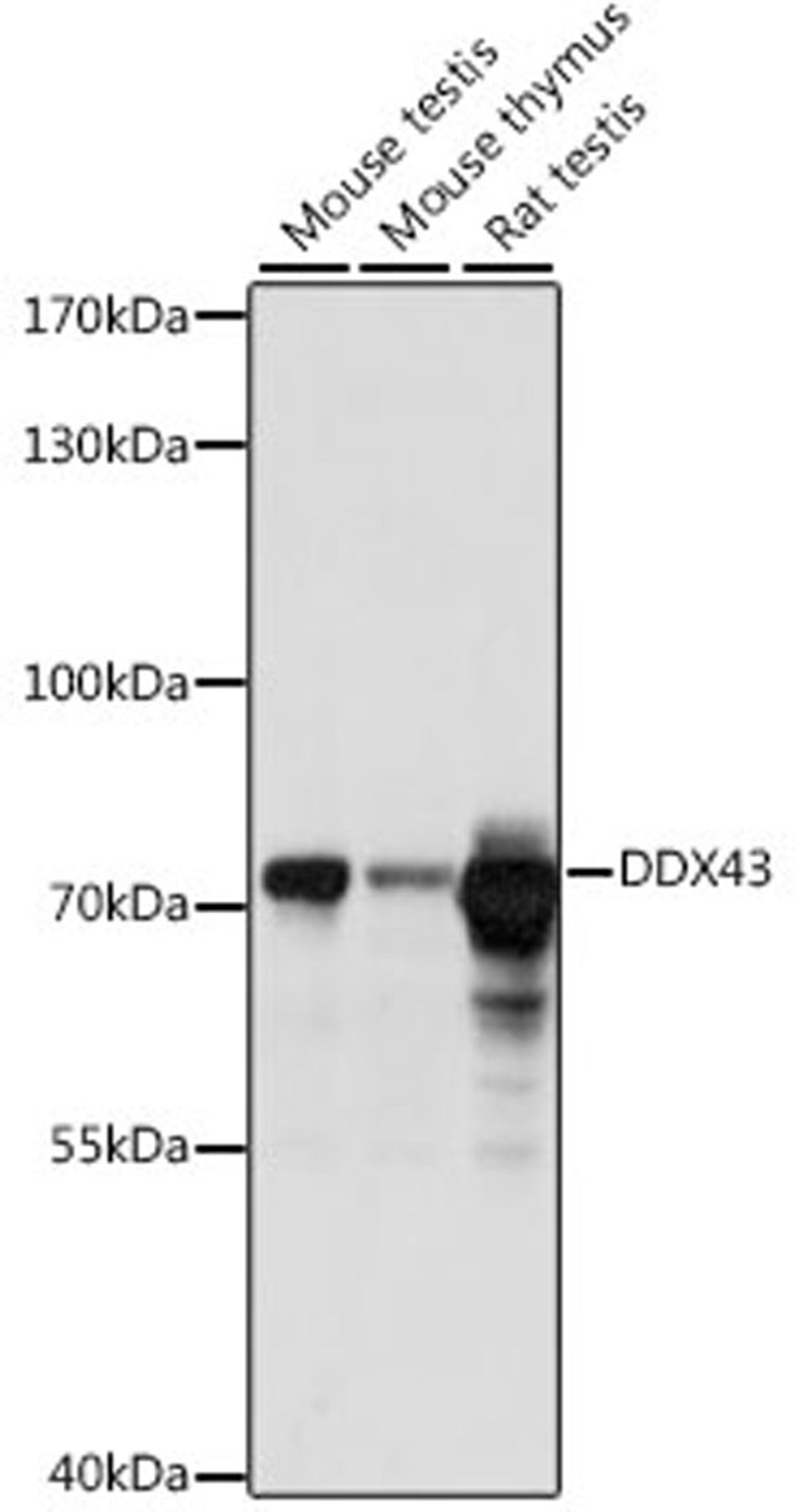 Western blot - DDX43 antibody (A15858)