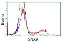 Flow Cytometry: SH3PX1 Antibody (1B5) [NBP2-02609] - HEK293T cells transfected with either overexpression plasmid (Red) or empty vector control plasmid (Blue) were immunostained by anti-SH3PX1 antibody, and then analyzed by flow cytometry.