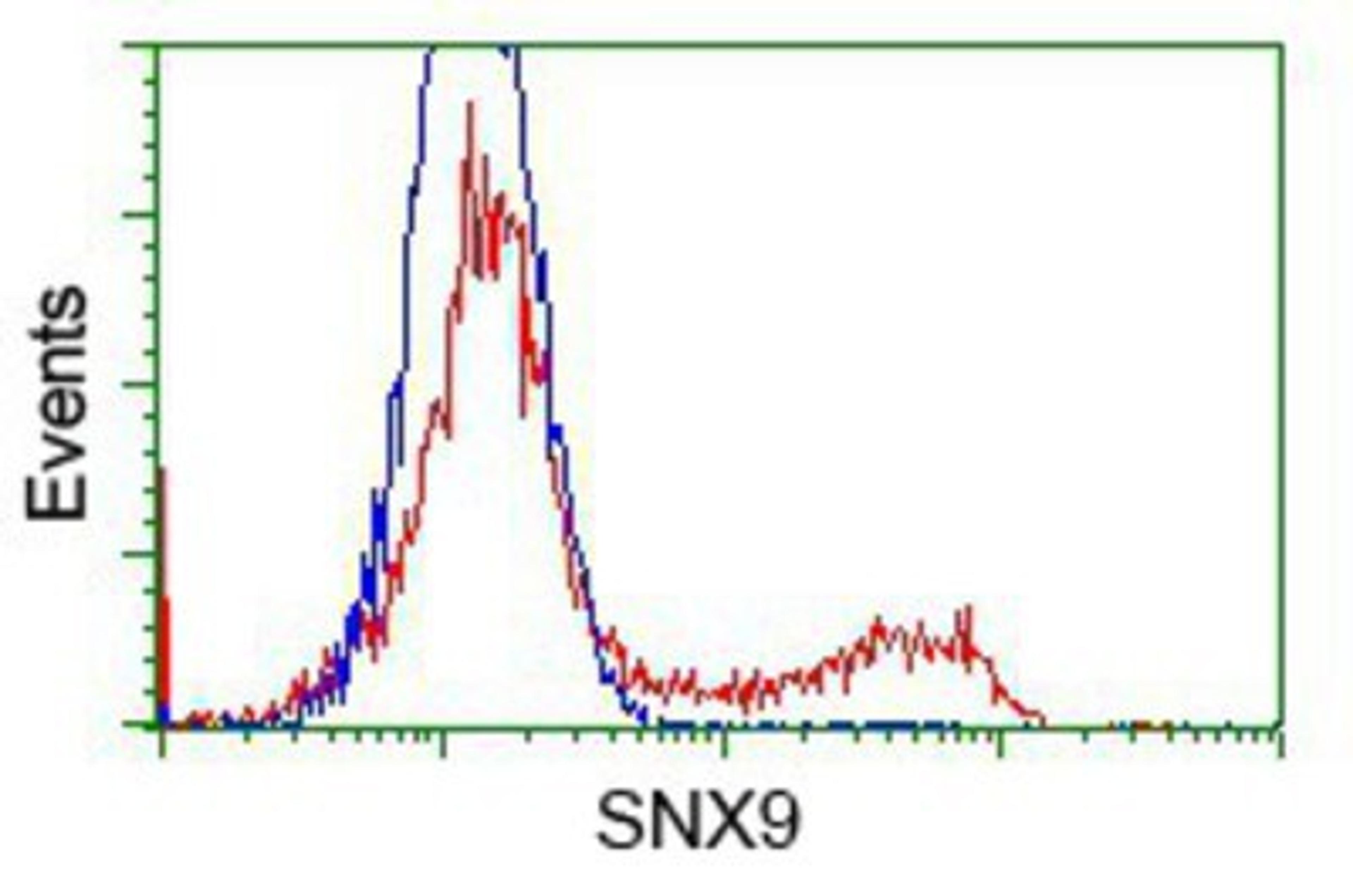 Flow Cytometry: SH3PX1 Antibody (1B5) [NBP2-02609] - HEK293T cells transfected with either overexpression plasmid (Red) or empty vector control plasmid (Blue) were immunostained by anti-SH3PX1 antibody, and then analyzed by flow cytometry.