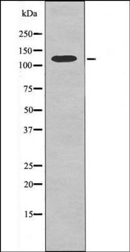 Western blot analysis of PMA treated Jurkat whole cell lysates using KIF1C -Phospho-Ser1092- antibody