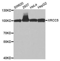 Western blot analysis of extracts of various cell lines using XRCC5 antibody