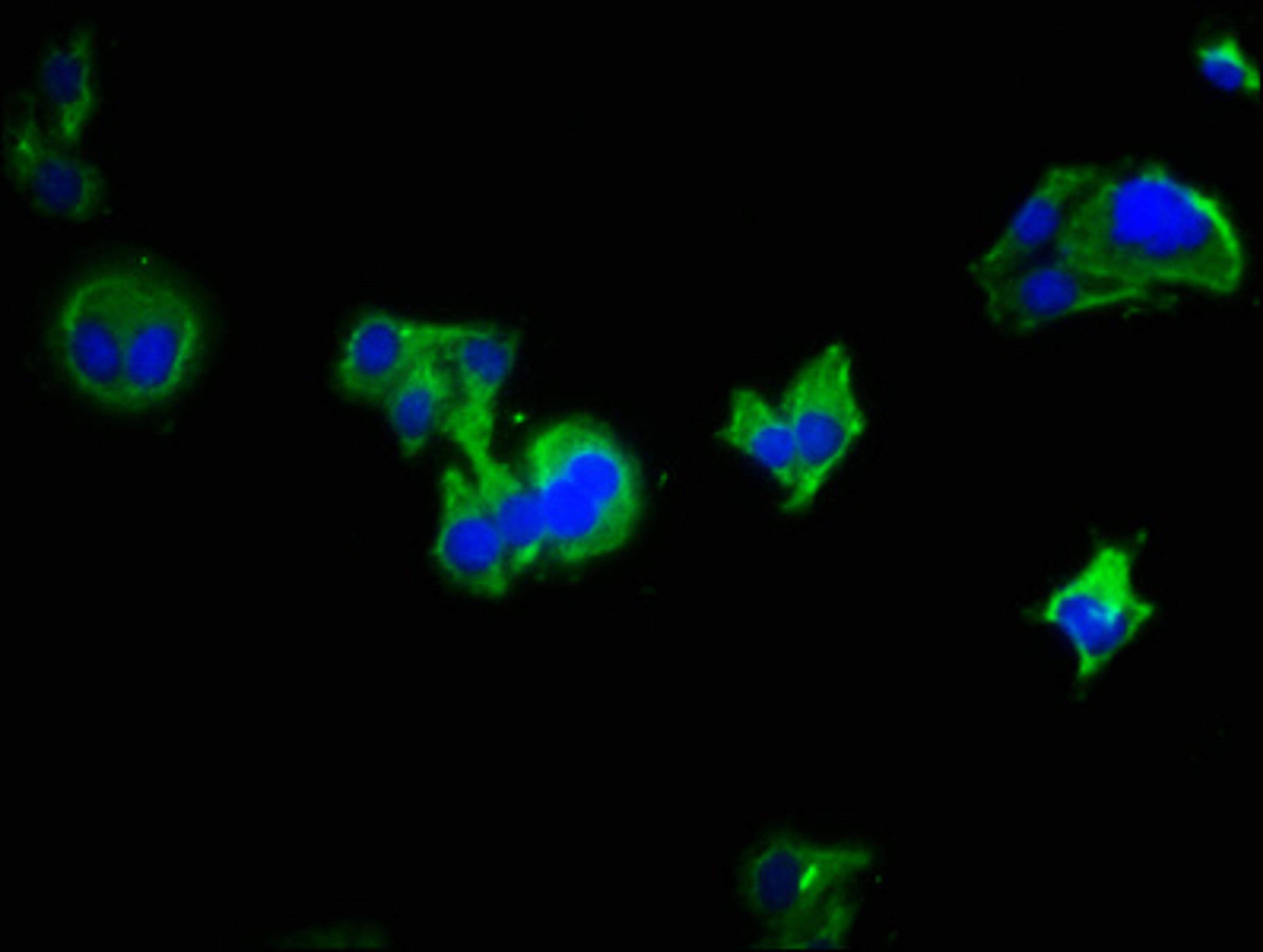 Immunofluorescence staining of HepG2 cells with CSB-PA872509LA01HU at 1:333, counter-stained with DAPI. The cells were fixed in 4% formaldehyde, permeabilized using 0.2% Triton X-100 and blocked in 10% normal Goat Serum. The cells were then incubated with the antibody overnight at 4&deg;C. The secondary antibody was Alexa Fluor 488-congugated AffiniPure Goat Anti-Rabbit IgG(H+L).