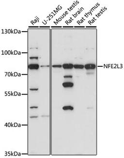 Western blot - NFE2L3 antibody (A15761)