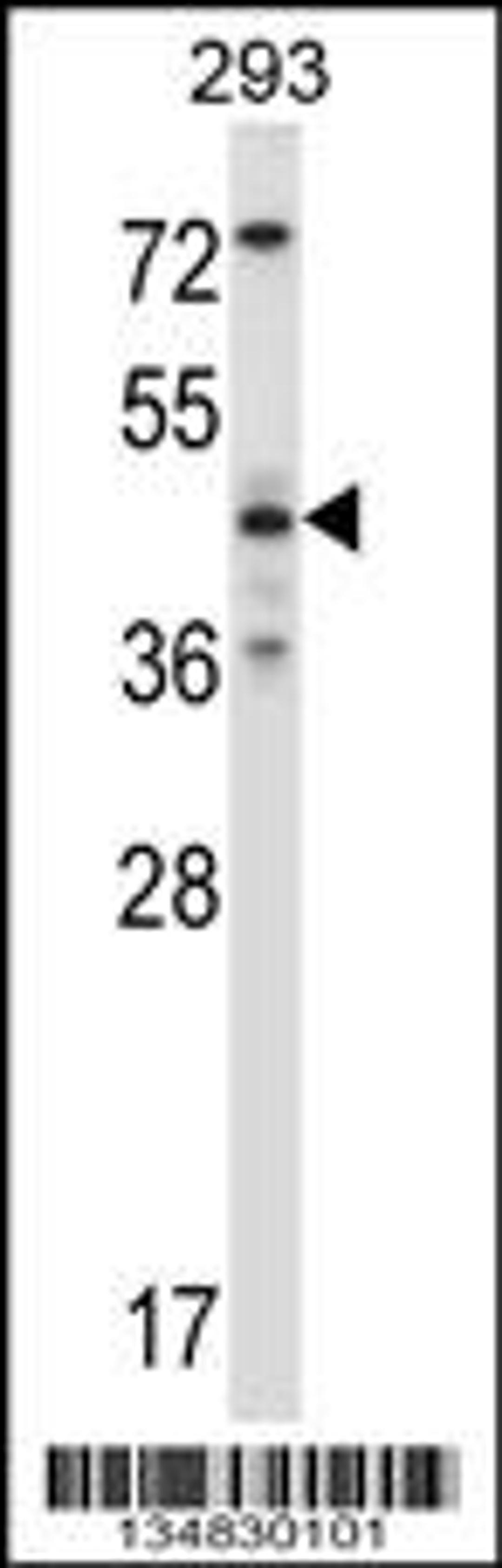 Western blot analysis in 293 cell line lysates (35ug/lane).