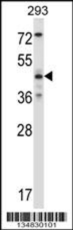 Western blot analysis in 293 cell line lysates (35ug/lane).