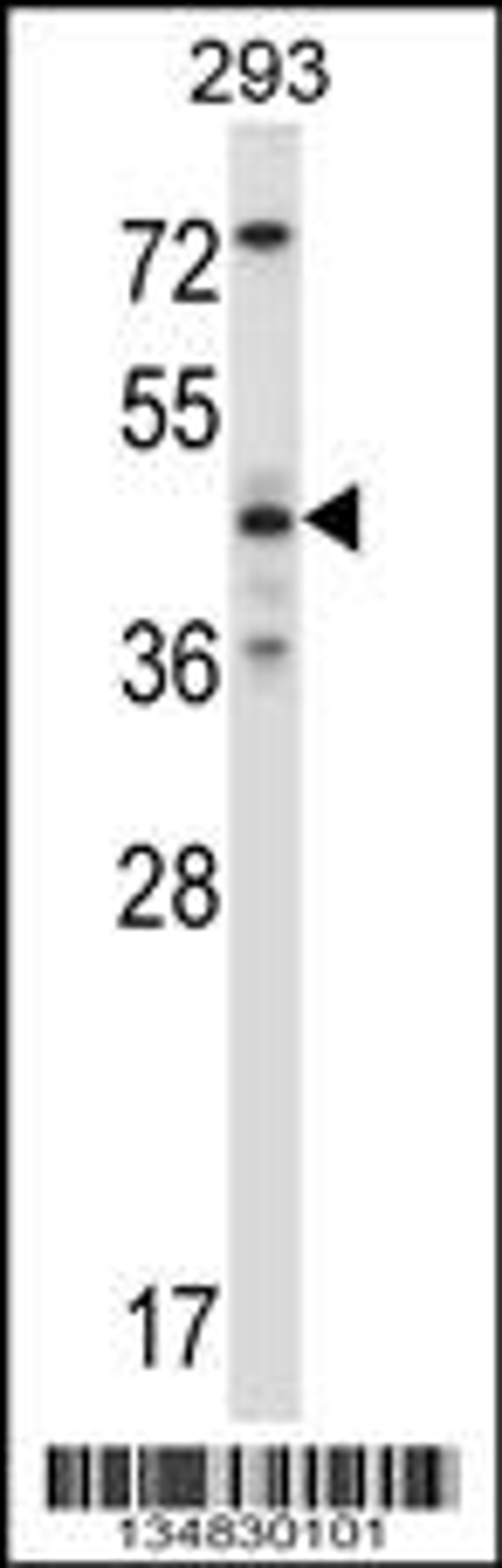 Western blot analysis in 293 cell line lysates (35ug/lane).