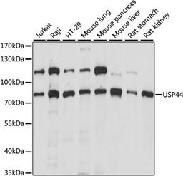 Western blot - USP44 antibody (A15528)