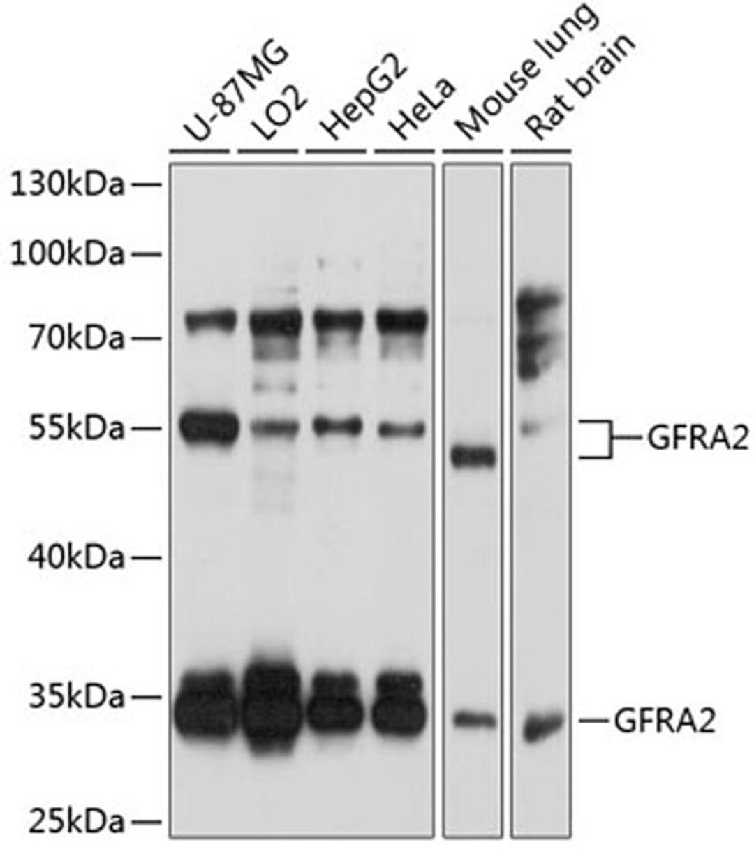 Western blot - GFRA2 antibody (A2954)