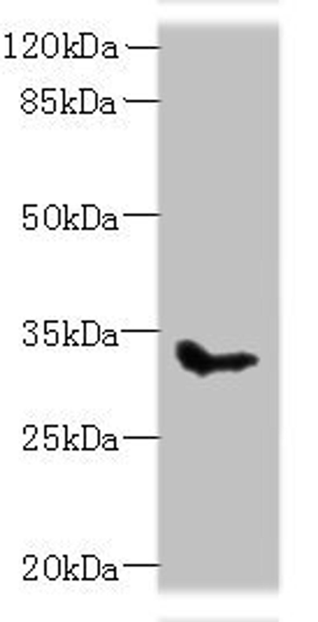 Western blot analysis of Mouse kidney tissue using SLC25A51 antibody