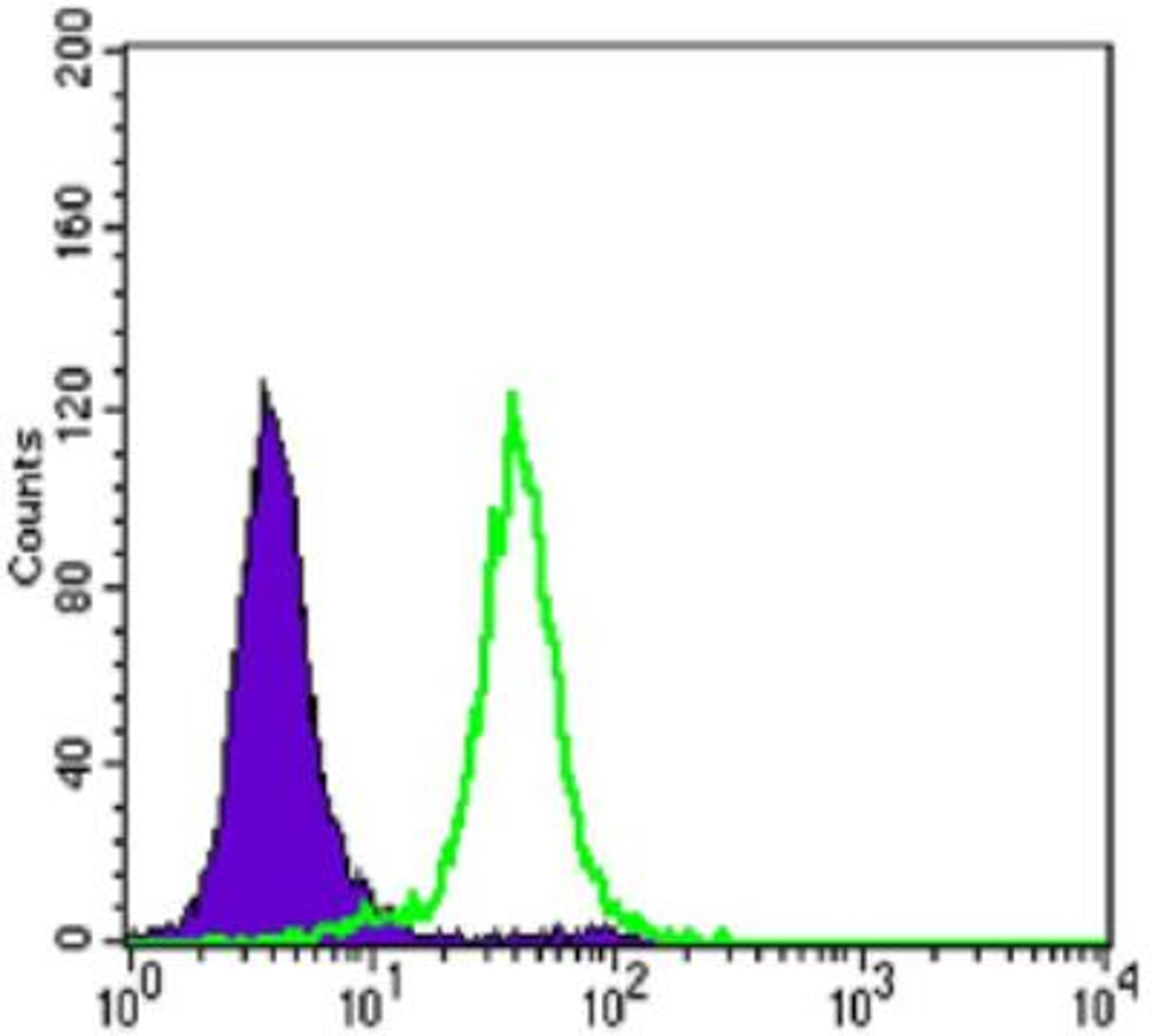 Flow Cytometry: E-Cadherin Antibody (7H12) [NBP2-19051] - Flow cytometric analysis of Hela cells using E-Cadherin mouse mAb (green) and negative control (purple).