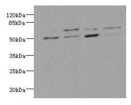 Western blot. All lanes: LDB3 antibody at 3.21ug/ml. Lane 1 : Hela whole cell lysate. Lane 2 : Raji whole cell lysate. Lane 3 : MCF-7 whole cell lysate. Lane 4 : A431 whole cell lysate. Secondary. Goat polyclonal to rabbit IgG at 1/10000 dilution. Predicted band size: 78, 67, 51, 43, 36, 31, 79 kDa. Observed band size: 67, 51 kDa