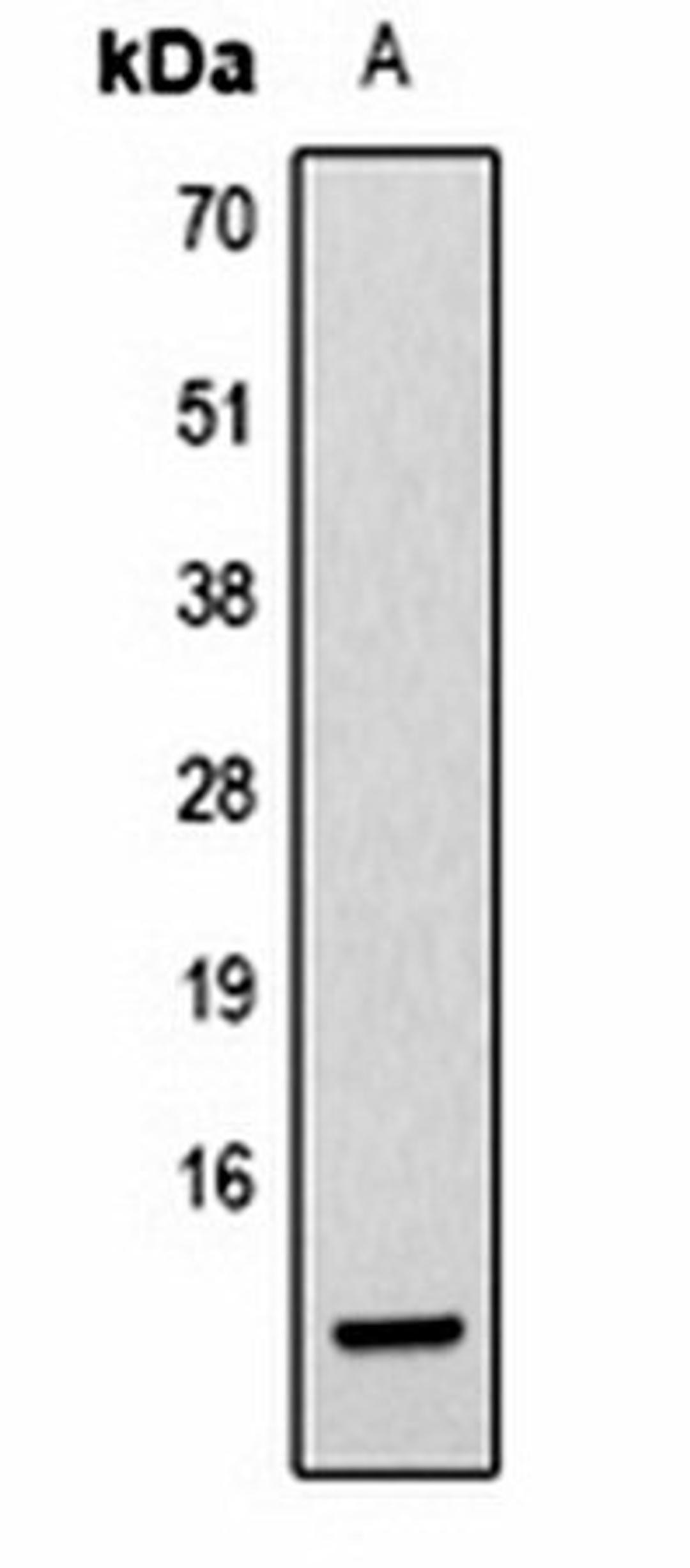 Western blot analysis of  Hela (Lane1) whole cell lysates using Histone H2B (AcK20) antibody