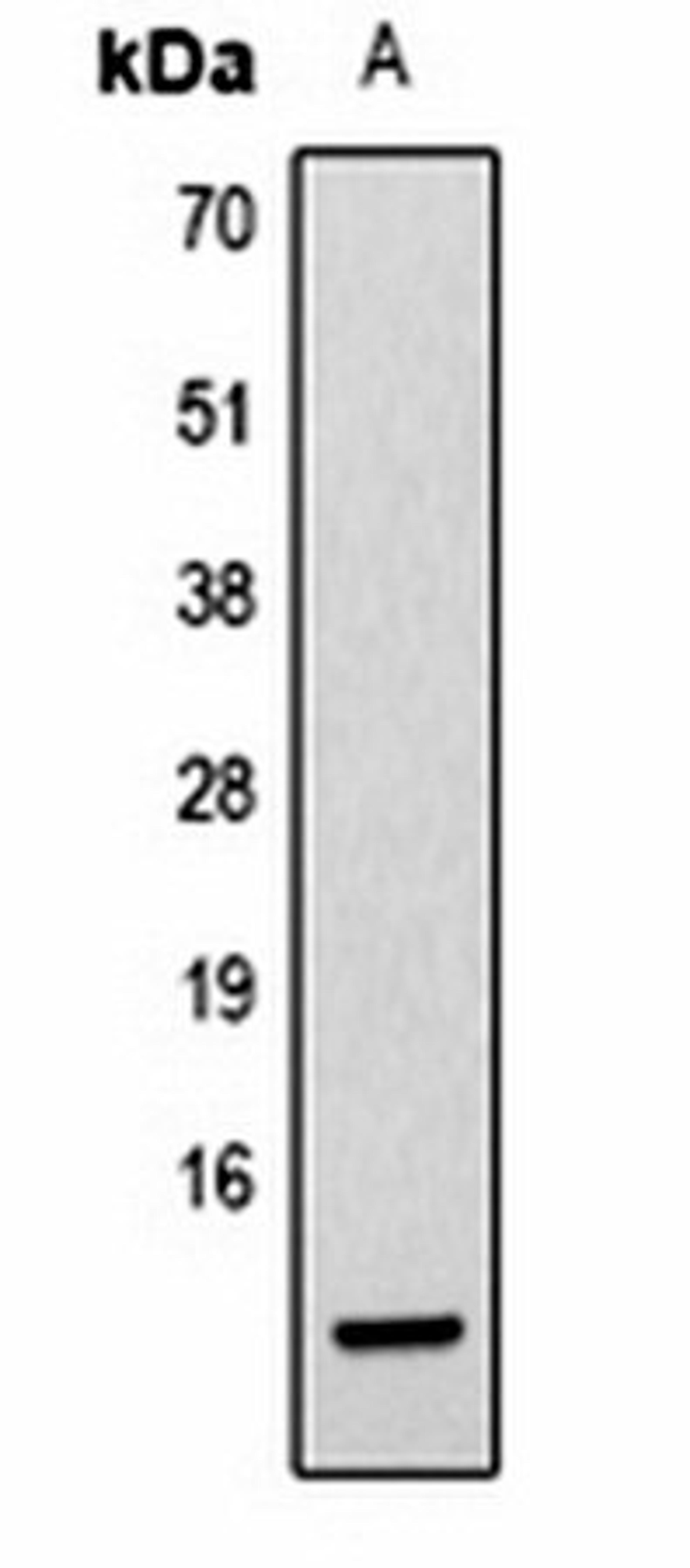 Western blot analysis of Hela (Lane1) whole cell lysates using Histone H2B (AcK20) antibody