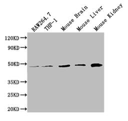Western BlotPositive WB detected in: RAW264.7 whole cell lysate, THP-1 whole cell lysate, Mouse Brain tissue lysate, Mouse Liver tissue lysate, Mouse Kidney tissue lysateAll lanes: WDFY1 antibody at 1:2000SecondaryGoat polyclonal to rabbit IgG at 1/50000 dilutionPredicted band size: 47 kDaObserved band size: 47 kDa