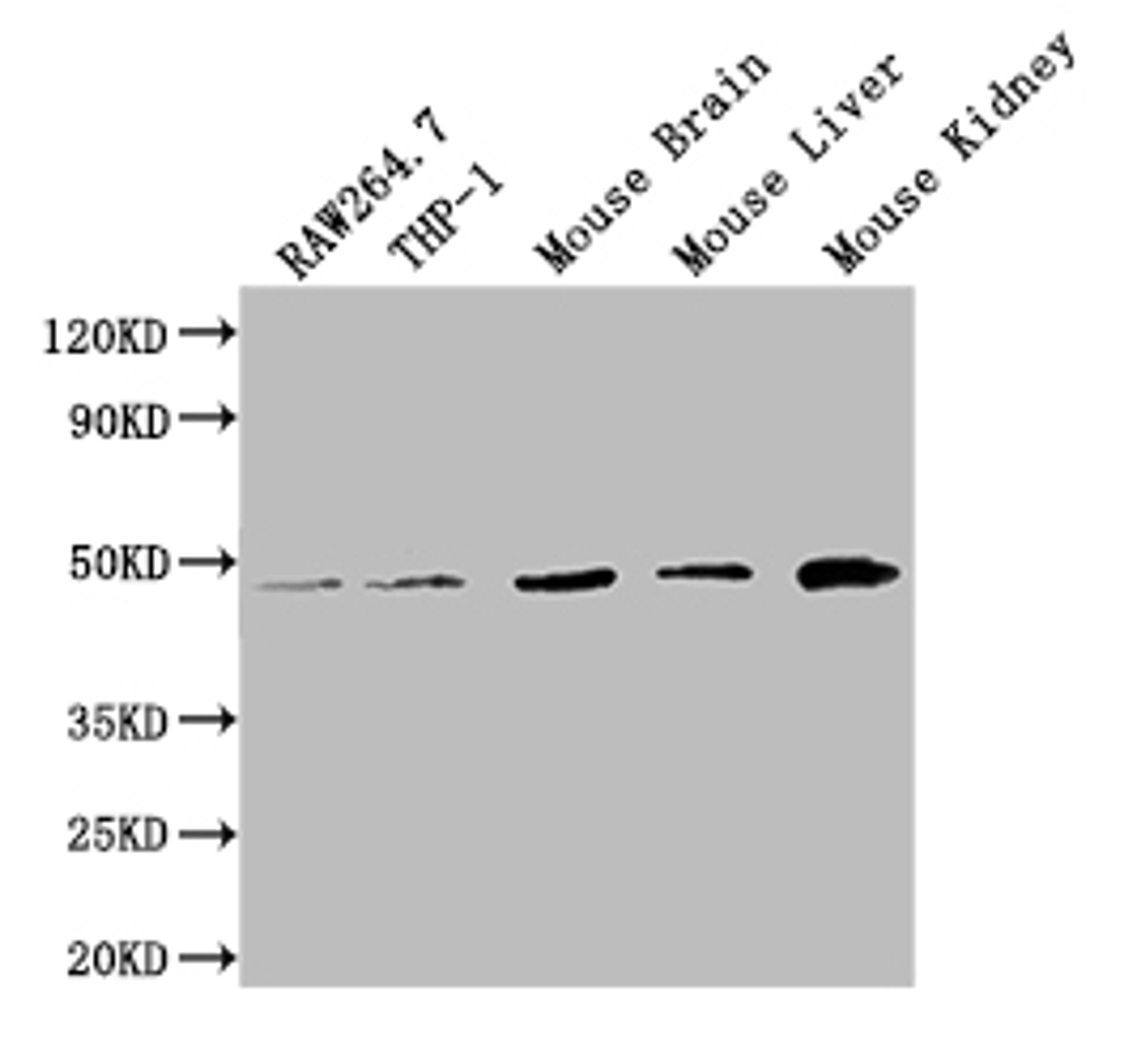 Western BlotPositive WB detected in: RAW264.7 whole cell lysate, THP-1 whole cell lysate, Mouse Brain tissue lysate, Mouse Liver tissue lysate, Mouse Kidney tissue lysateAll lanes: WDFY1 antibody at 1:2000SecondaryGoat polyclonal to rabbit IgG at 1/50000 dilutionPredicted band size: 47 kDaObserved band size: 47 kDa