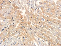 IHC-P image of pig heart tissue using anti-Syncytin 1 (2.5 ug/ml)