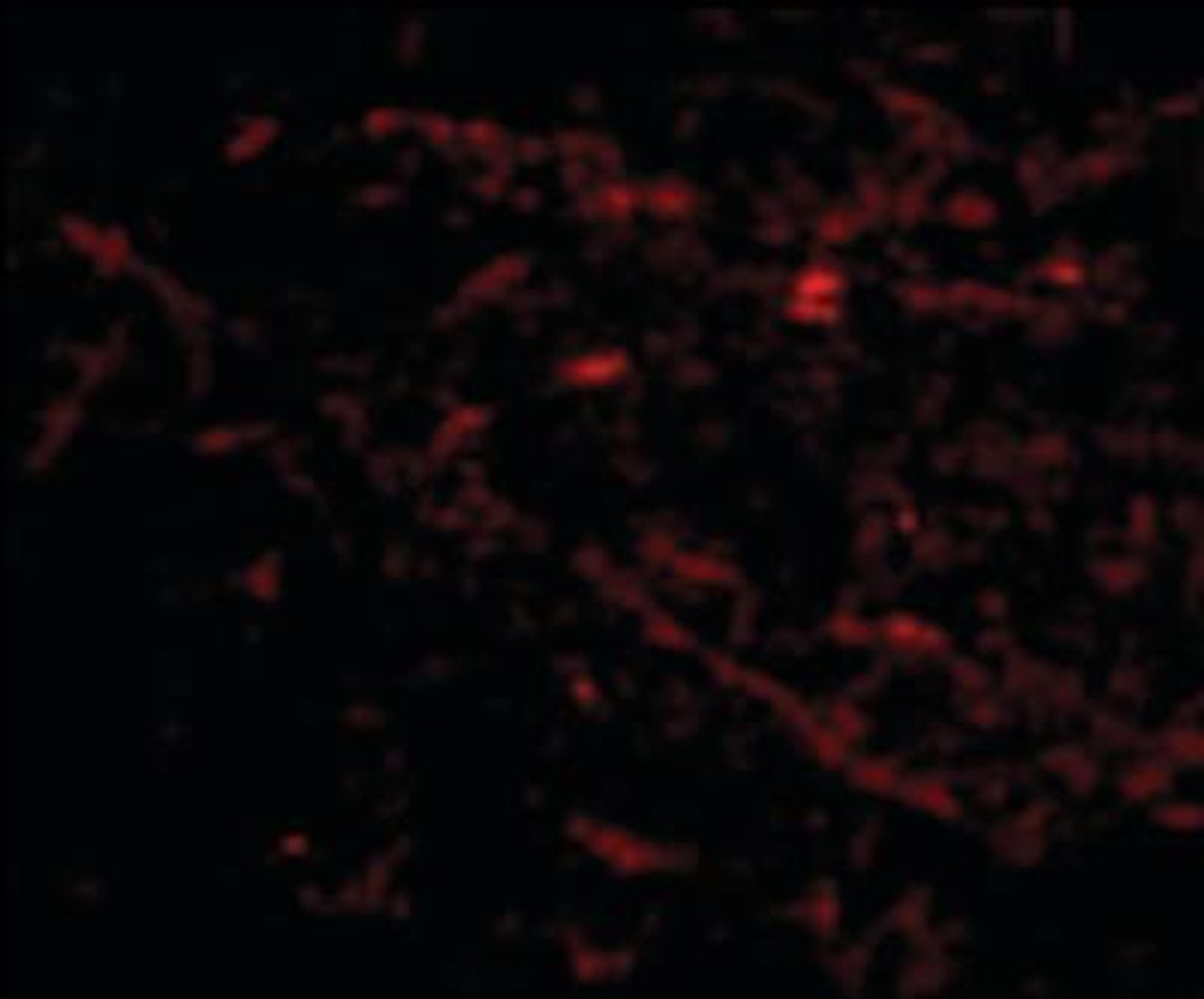 Immunocytochemistry/Immunofluorescence: Sirtuin 2/SIRT2 Antibody [NBP1-50461] - Analysis of anti-SIRT2 antibody with human brain cells.