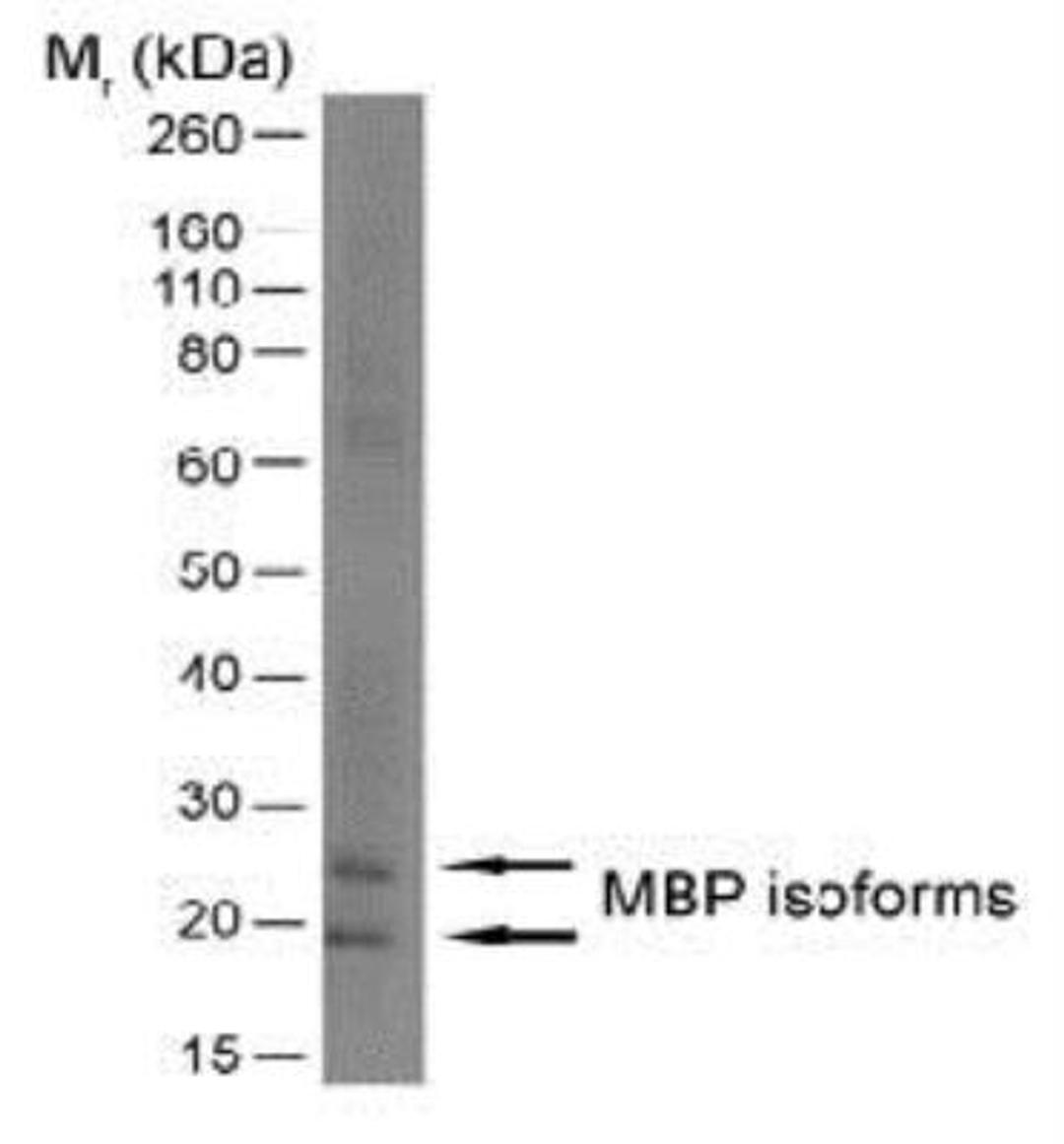 Western Blot: MBP Antibody (12) [NB600-717] - Mouse Brain Tissue lysate probed with Rat anti MBP.