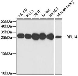 Western blot - RPL14 antibody (A6724)