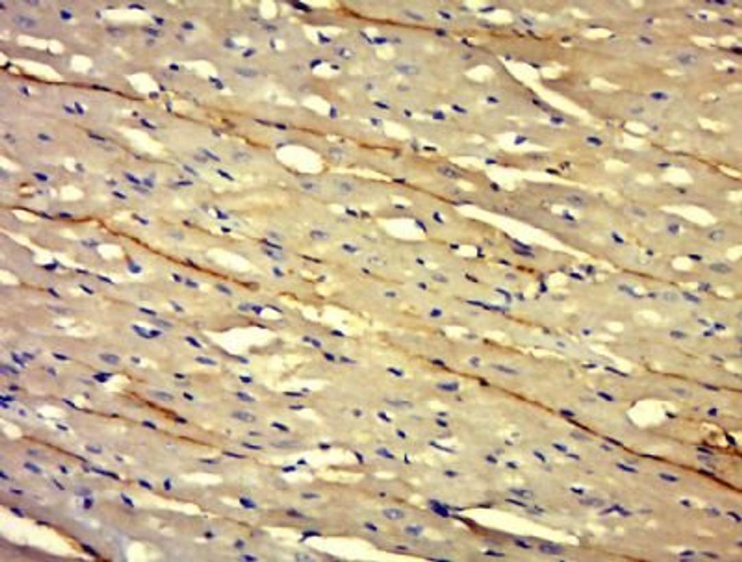 Immunohistochemical staining of Mouse brain tissue using Laminin alpha 1 antibody.