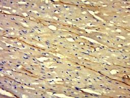 Immunohistochemical staining of Mouse brain tissue using Laminin alpha 1 antibody.