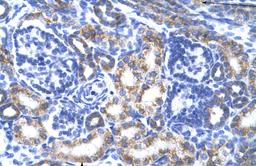 Antibody used in IHC on Human kidney.