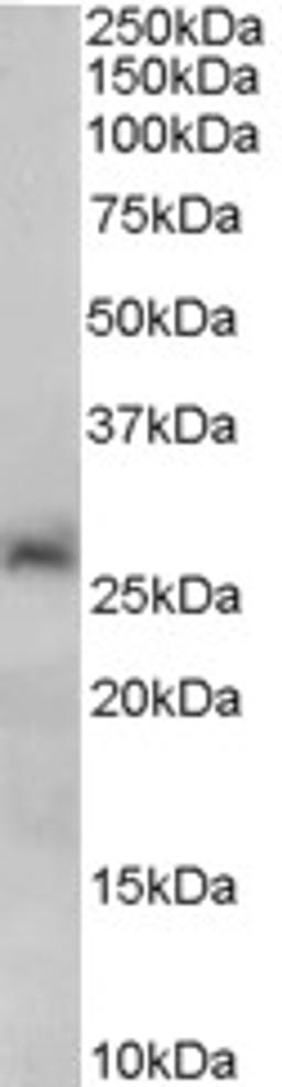 46-372 (0.2ug/ml) staining of Human Liver lysate (35ug protein in RIPA buffer). Primary incubation was 1 hour. Detected by chemiluminescence.