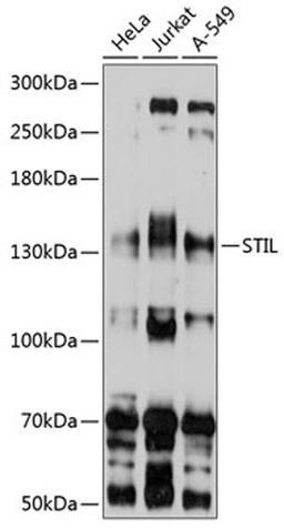 Western blot - STIL antibody (A10350)