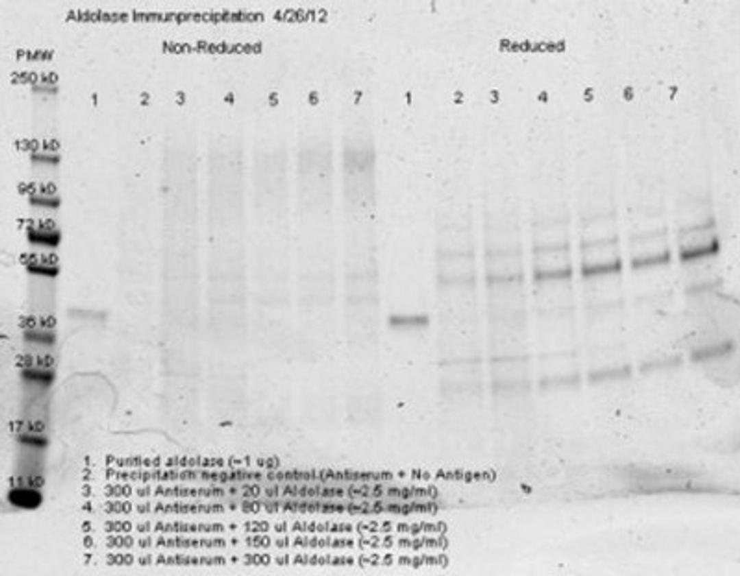 Immunoprecipitation: Aldolase A Antibody [NB600-915] - Analysis using the Biotin conjugate of NB600-915. Detection of 300 ul of anti aldolase antiserum and an equal volume of varied amounts (diluted from a stock solution of ~2.5 ug/ml) of purified aldolase in PBS. Precipitation of aldolase was confirmed.