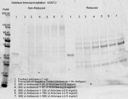 Immunoprecipitation: Aldolase A Antibody [NB600-915] - Analysis using the Biotin conjugate of NB600-915. Detection of 300 ul of anti aldolase antiserum and an equal volume of varied amounts (diluted from a stock solution of ~2.5 ug/ml) of purified aldolase in PBS. Precipitation of aldolase was confirmed.