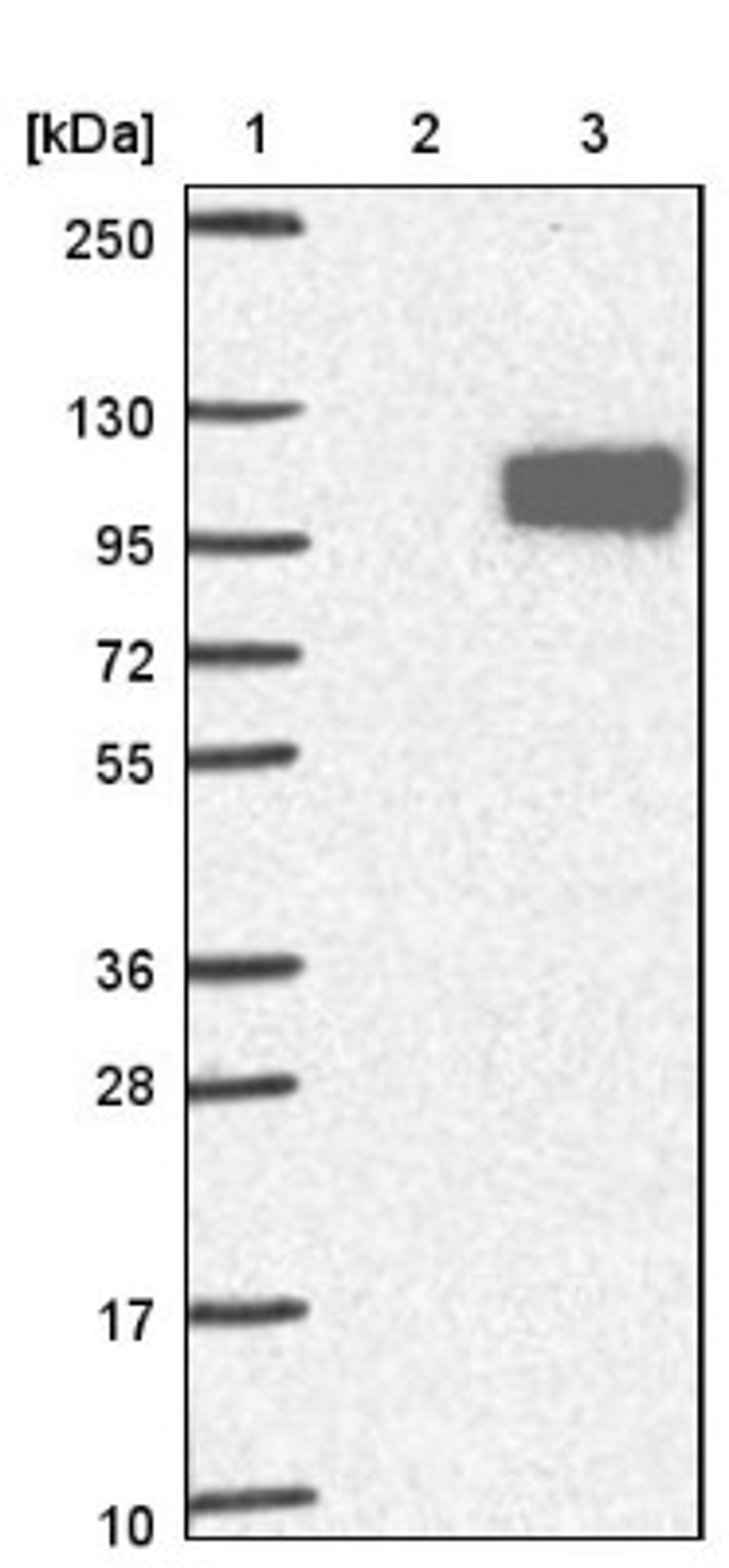 Western Blot: PCSK7 Antibody [NBP1-81292] - Lane 1: Marker [kDa] 250, 130, 95, 72, 55, 36, 28, 17, 10<br/>Lane 2: Negative control (vector only transfected HEK293T lysate)<br/>Lane 3: Over-expression lysate (Co-expressed with a C-terminal myc-DDK tag (~3.1 kDa) in mammalian HEK293T cells, LY401489)