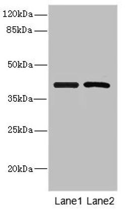 Western blot. All lanes: INHBC antibody at 5.16µg/ml. Lane 1: Hela whole cell lysate. Lane 2: A549 whole cell lysate. Secondary. Goat polyclonal to rabbit IgG at 1/10000 dilution. Predicted band size: 38 kDa. Observed band size: 38 kDa