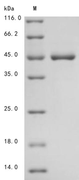 (Tris-Glycine gel) Discontinuous SDS-PAGE (reduced) with 5% enrichment gel and 15% separation gel.