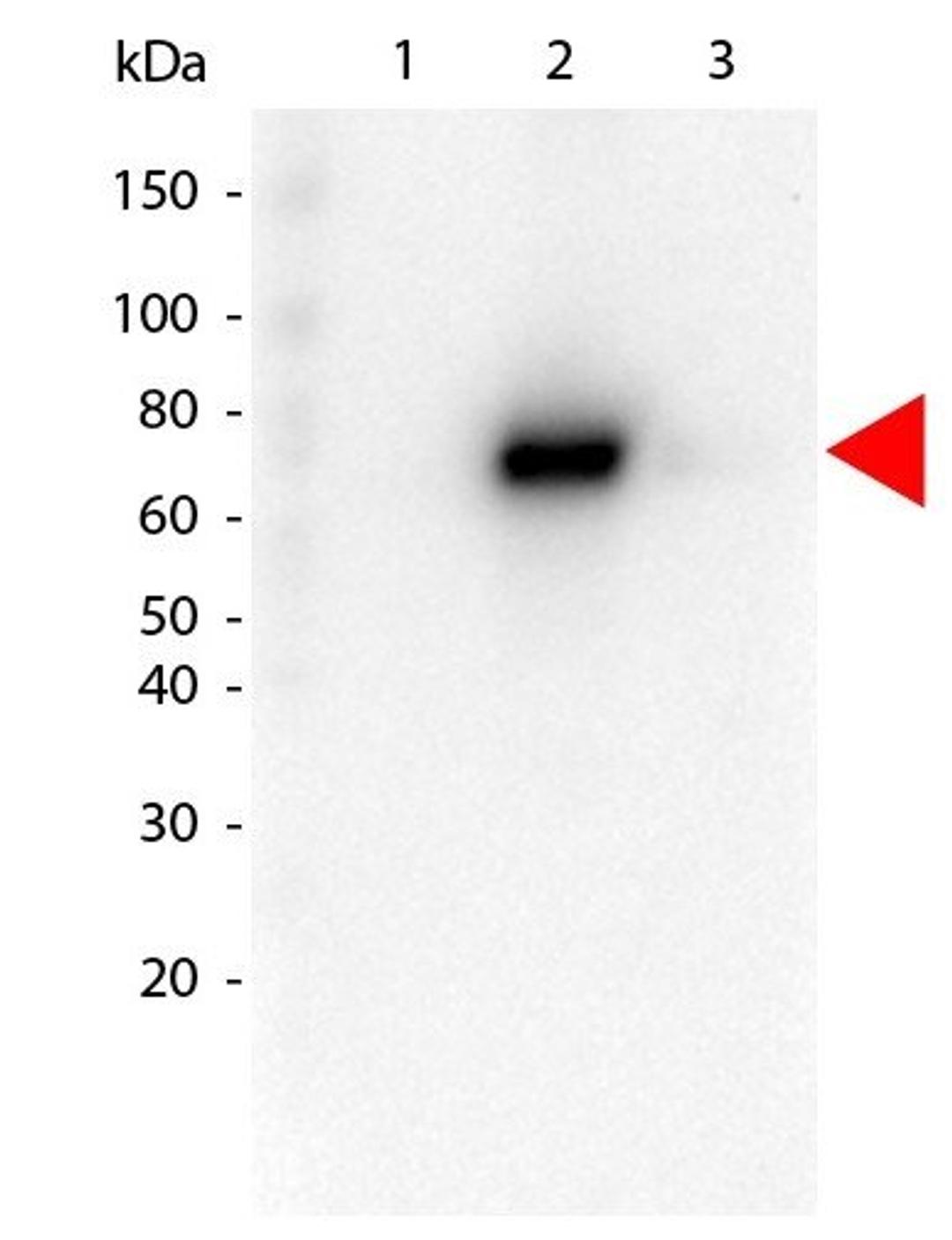 Western blot analysis of GST Tagged recombinant AKT3. Load: 25 ng per lane using AKT2 FITC antibody (FITC)