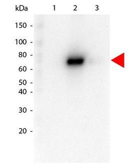 Western blot analysis of GST Tagged recombinant AKT3. Load: 25 ng per lane using AKT2 FITC antibody (FITC)