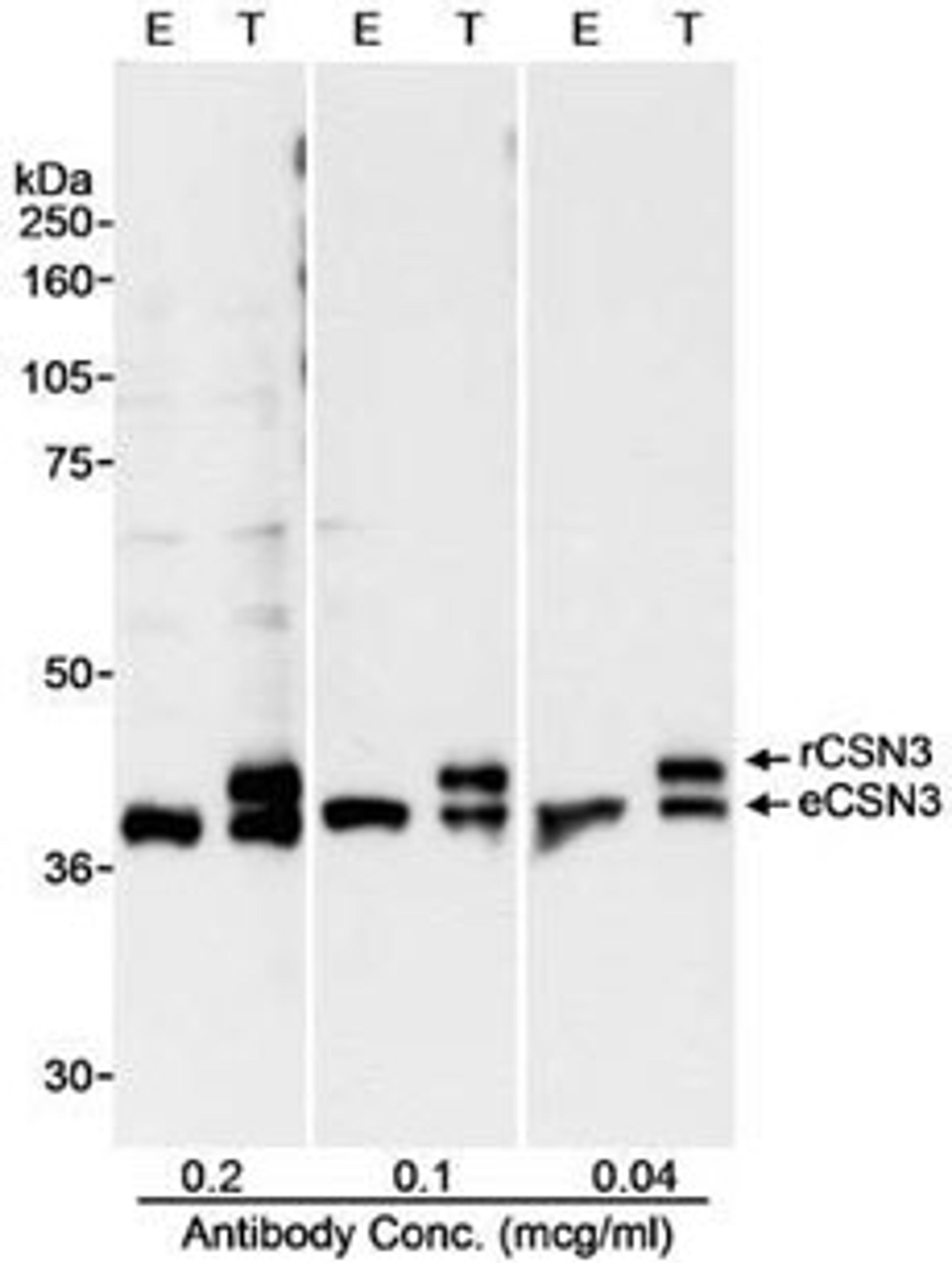 Detection of human CSN3 by western blot.