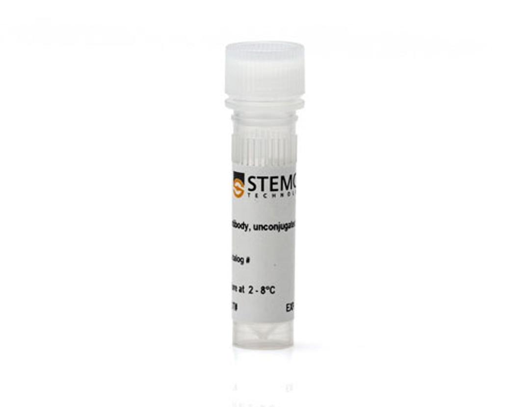 Anti-Rat Nestin Antibody, Clone Rat401