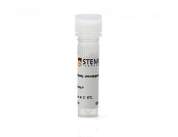 Anti-Rat Nestin Antibody, Clone Rat401