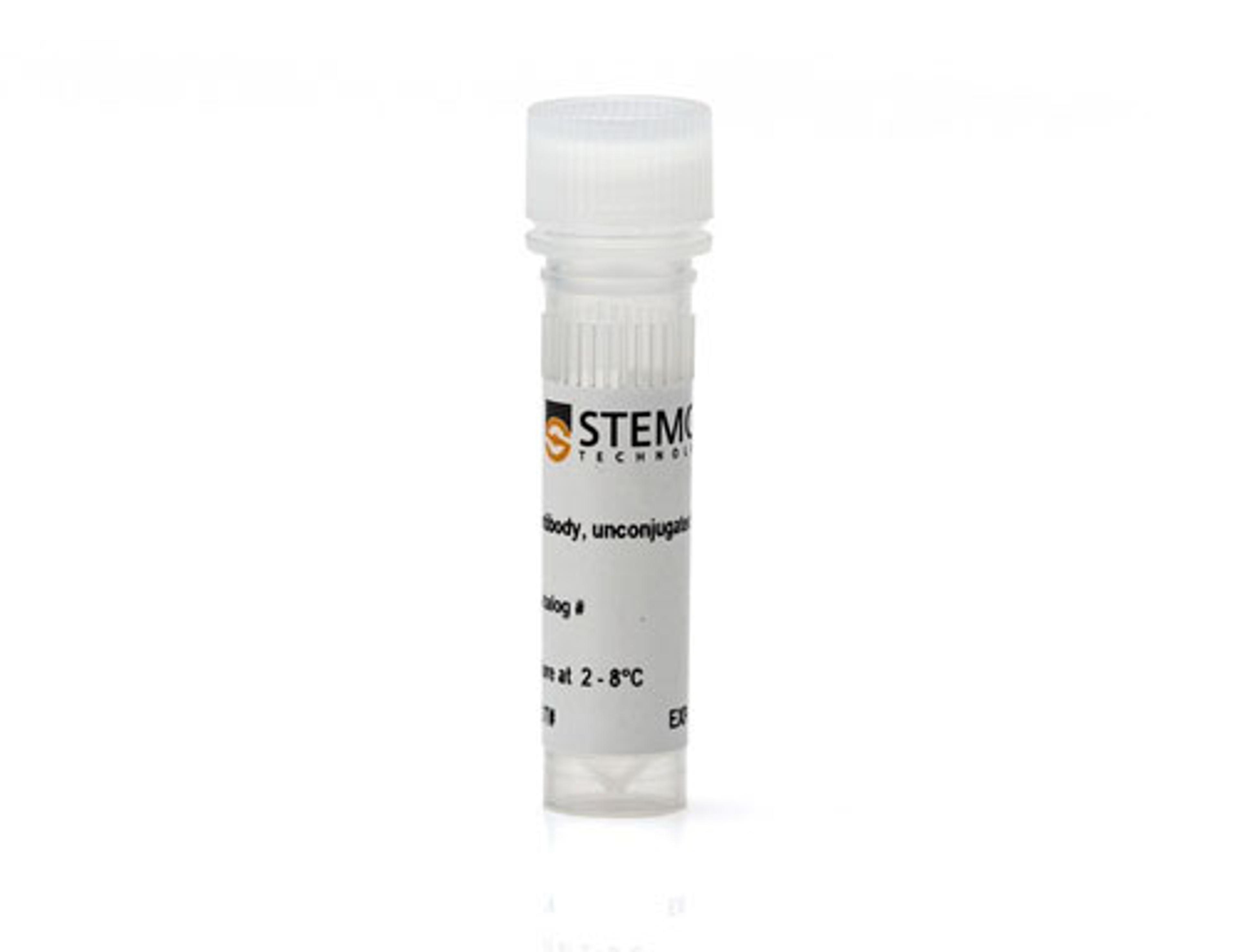 Anti-Rat Nestin Antibody, Clone Rat401