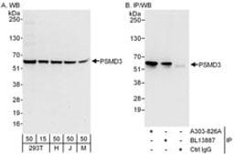 Detection of human and mouse PSMD3 by western blot (h and m) and immunoprecipitation (h).