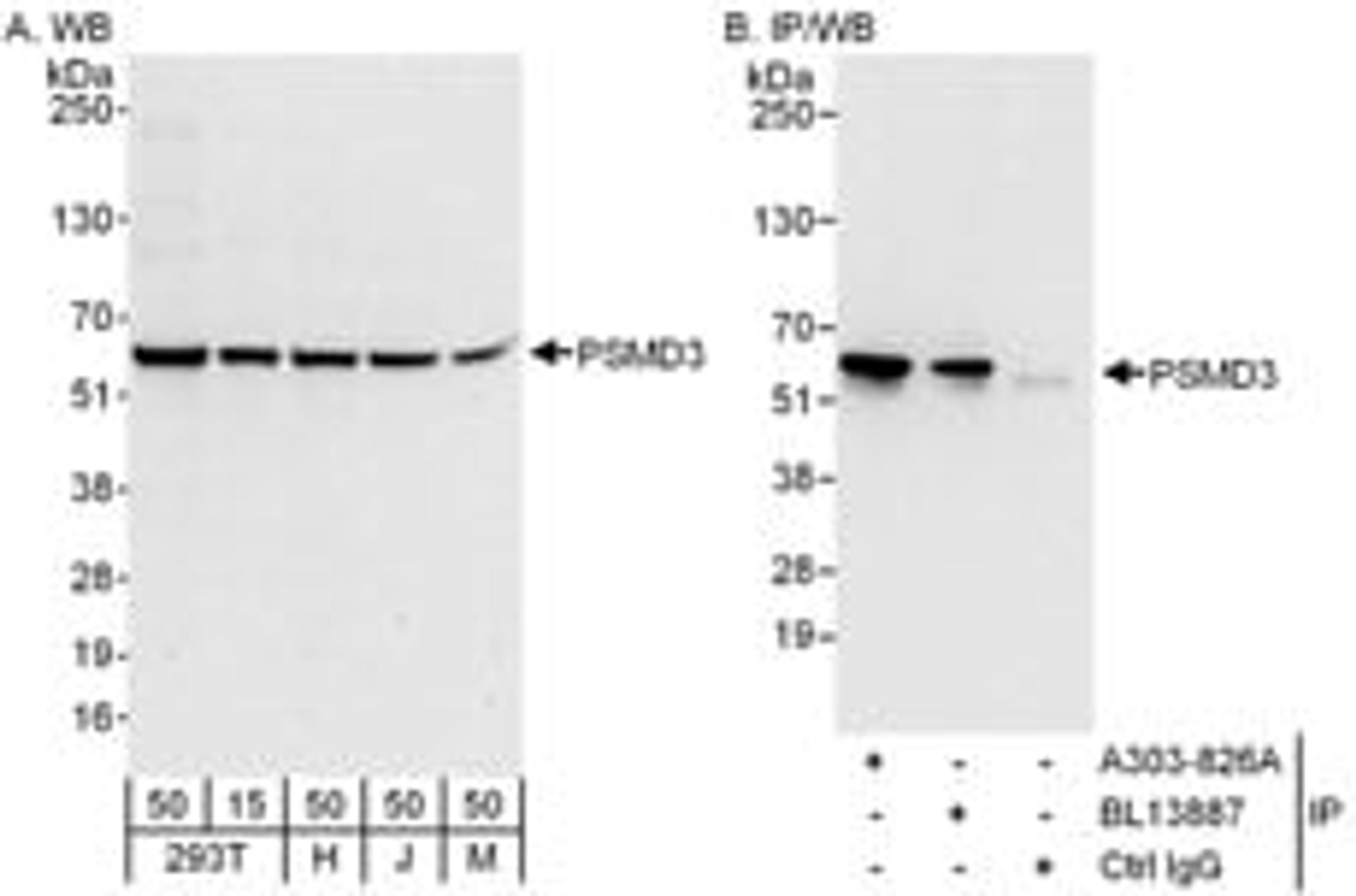 Detection of human and mouse PSMD3 by western blot (h and m) and immunoprecipitation (h).