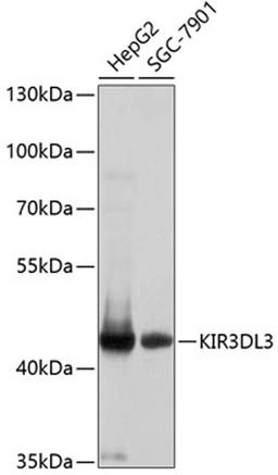 Western blot - KIR3DL3 antibody (A10064)