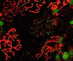 Immunocytochemistry/Immunofluorescence: SCP1 Antibody [NB300-228] - SCP1 labeled in mouse pachytene preparation (red), using NB 300-228. CDK2 staining, near teleomeres, is also present (green).