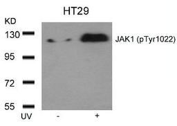 Western blot analysis of lysed extracts from HT29 cells untreated or treated with UV using JAK1 (Phospho-Tyr1022).